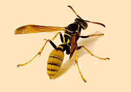 wasp